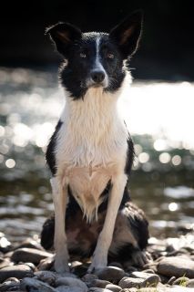 harry_2022_hunde-bachshoot_001