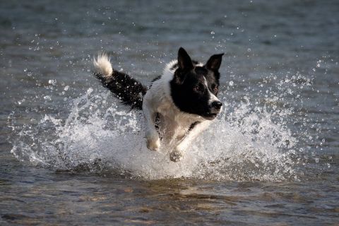 harry_2022_hunde-bachshoot_003
