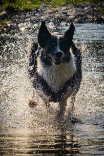 harry_2022_hunde-bachshoot_004