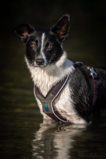harry_2022_hunde-bachshoot_005