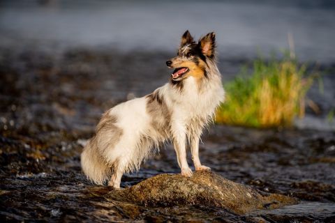 harry_2022_hunde-bachshoot_006