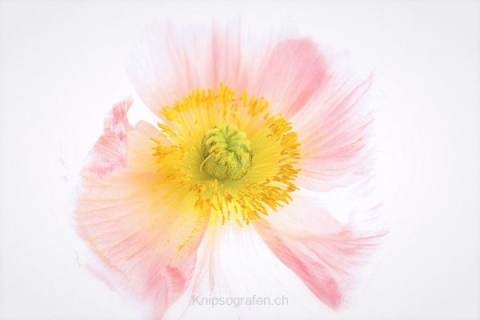 monique_2014_makros_001