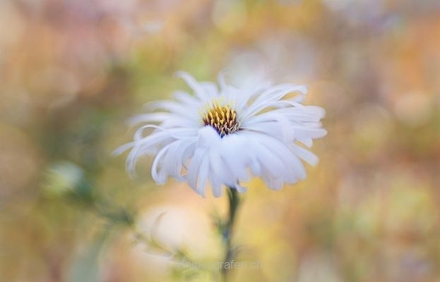 monique_2015_blumenbilder_002