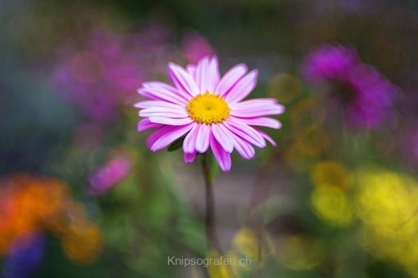 monique_2015_blumenbilder_015