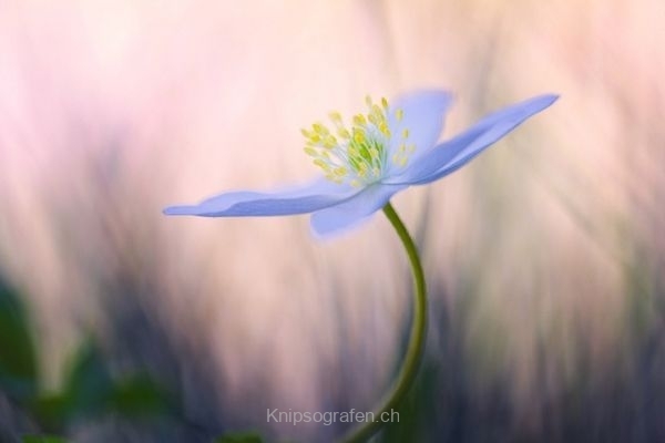 monique_2015_blumenbilder_016