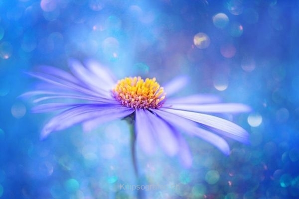 monique_2015_blumenbilder_023