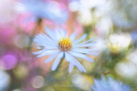 monique_2015_blumenbilder_001