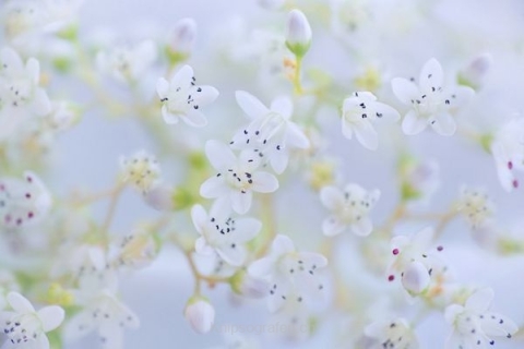 monique_2015_blumenbilder_004