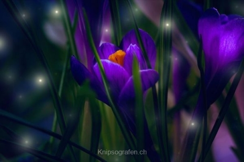monique_2015_blumenbilder_005