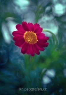 monique_2015_blumenbilder_006