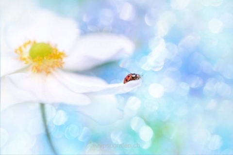 monique_2015_blumenbilder_007