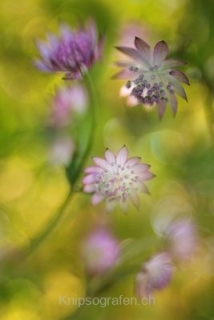 monique_2015_blumenbilder_008