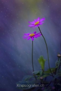 monique_2015_blumenbilder_009