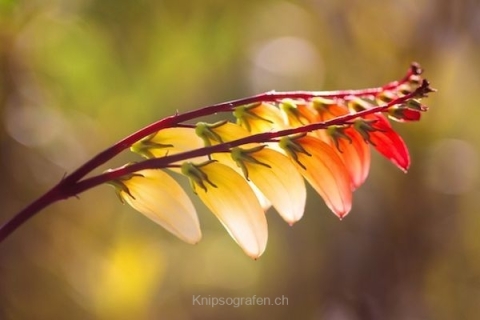 monique_2015_blumenbilder_010