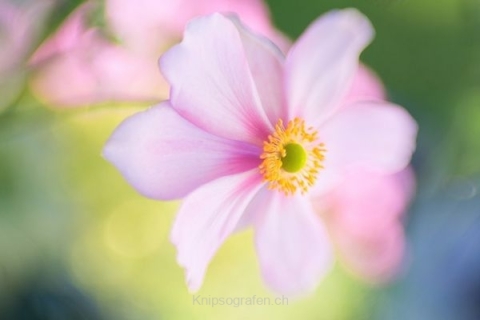 monique_2015_blumenbilder_011