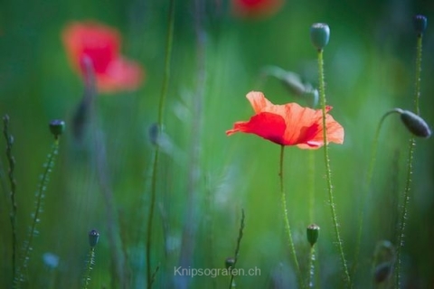 monique_2015_blumenbilder_012