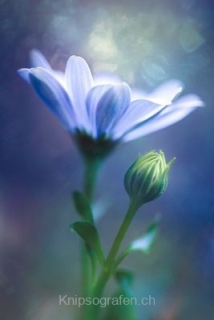 monique_2015_blumenbilder_013