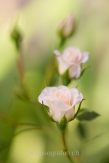 monique_2015_blumenbilder_014