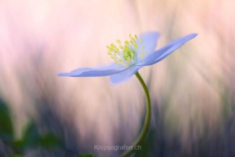 monique_2015_blumenbilder_016