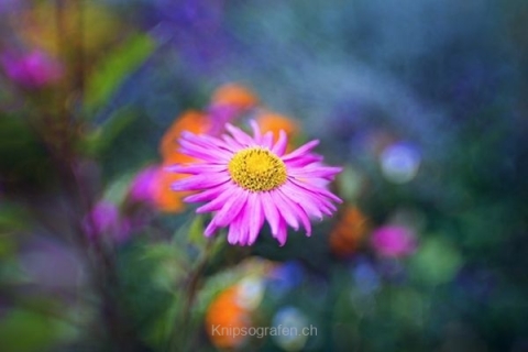 monique_2015_blumenbilder_017