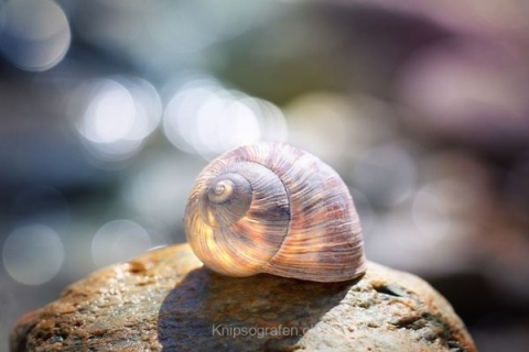 monique_2015_blumenbilder_018