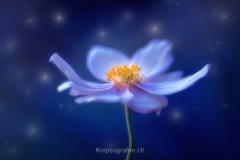 monique_2015_blumenbilder_019