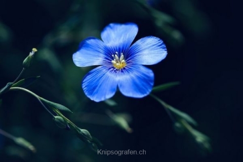 monique_2015_blumenbilder_020