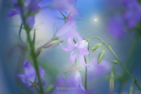 monique_2015_blumenbilder_021