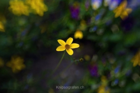 monique_2015_blumenbilder_022
