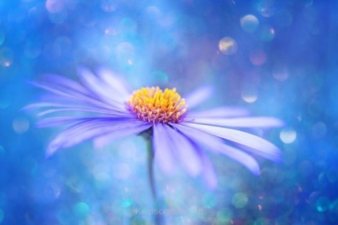 monique_2015_blumenbilder_023