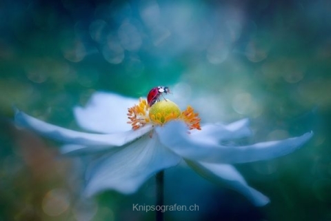 monique_2015_blumenbilder_024