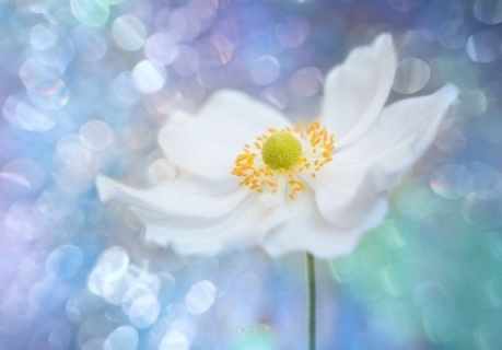 monique_2015_blumenbilder_025