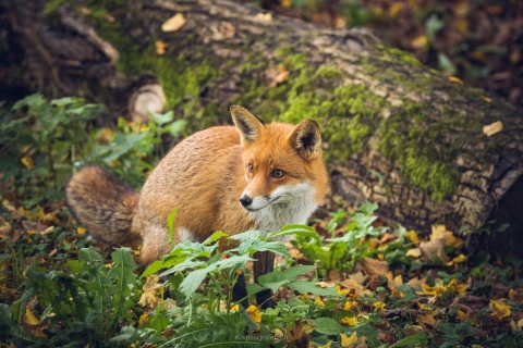 monique_2019_tierpark_goldau_001