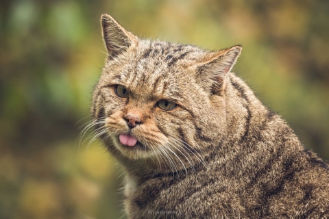 monique_2019_tierpark_goldau_003