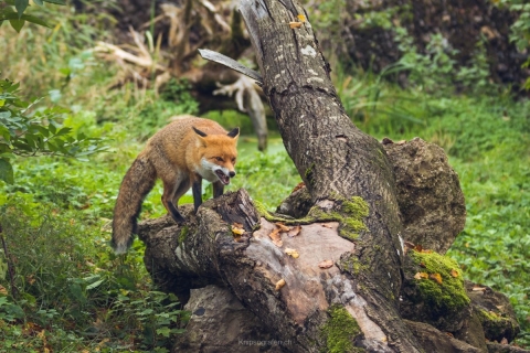 monique_2019_tierpark_goldau_004