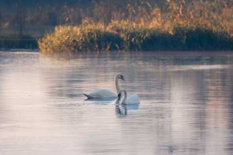 monique_2025_wildvoegel_flachsee_001