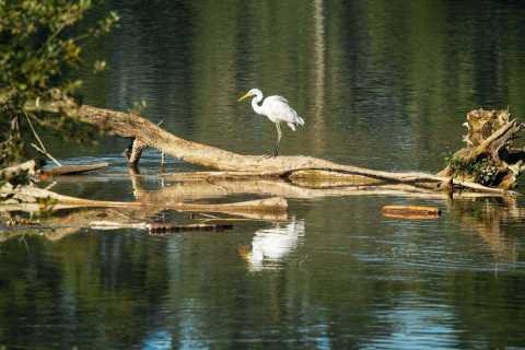 monique_2025_wildvoegel_flachsee_002