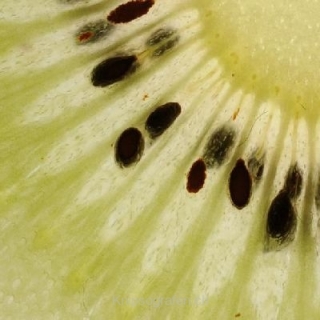 nadja_2007_fruechte_010 nadja_2007_fruechte_010