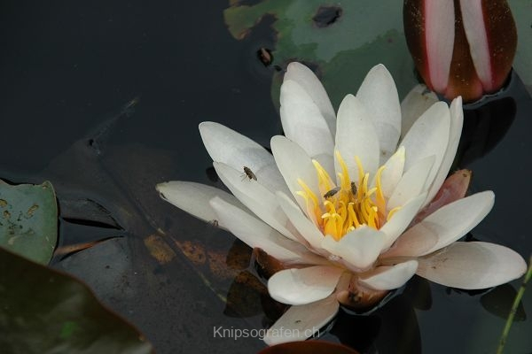 nadja_2008_seeliger_moor_001
