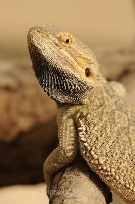 nadja_2010_tonis_zoo_016