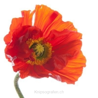 nadja_2014_wasser_seifenblasen_006