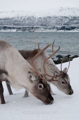 nadja_2015_nordlichtwoche_norwegen_010