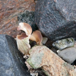 nadja_2015_nordlichtwoche_norwegen_008
