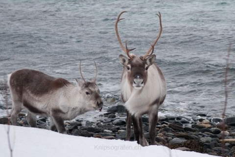 nadja_2015_nordlichtwoche_norwegen_009