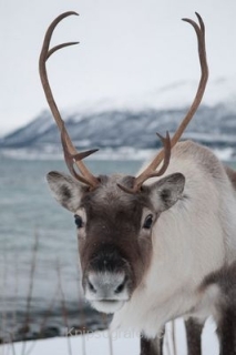 nadja_2015_nordlichtwoche_norwegen_011