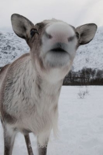 nadja_2015_nordlichtwoche_norwegen_040
