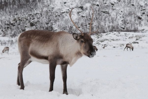 nadja_2015_nordlichtwoche_norwegen_042