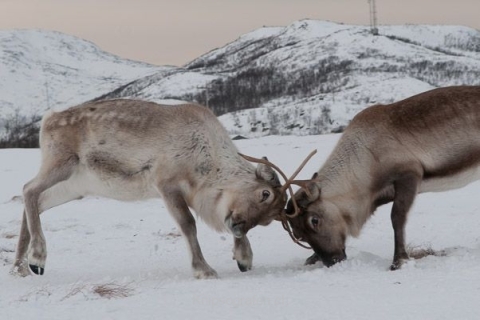 nadja_2015_nordlichtwoche_norwegen_044