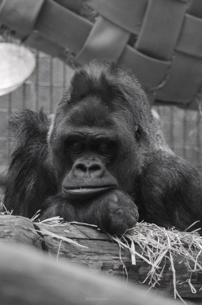 nadja_2017_zoo_zurich_002