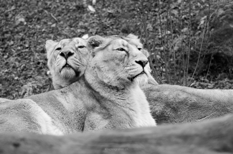 nadja_2017_zoo_zurich_004